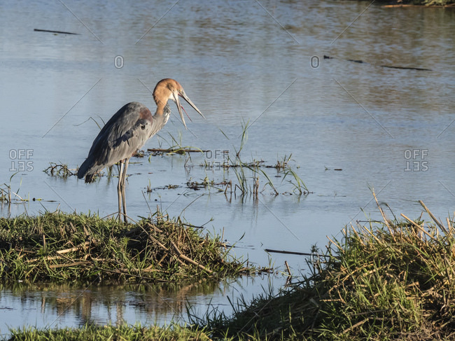 An adult goliath heron (Ardea goliath), swallowing a fish in Chobe National Park, Botswana, Africa