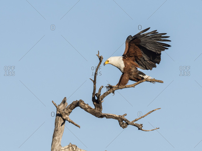 An adult African fish-eagle (Haliaeetus vocifer), landing in a tree in Chobe National Park, Botswana, Africa