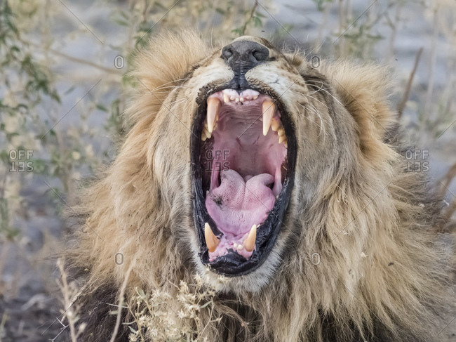 Adult male lion (Panthera leo), in the Okavango Delta, Botswana, Africa
