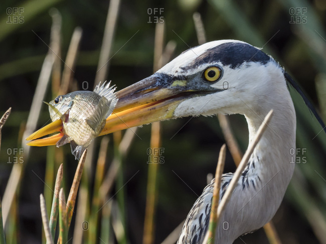 An adult great blue heron (Ardea herodias), spears a fish in Shark Valley, Everglades National Park, Florida, United States of America, North America