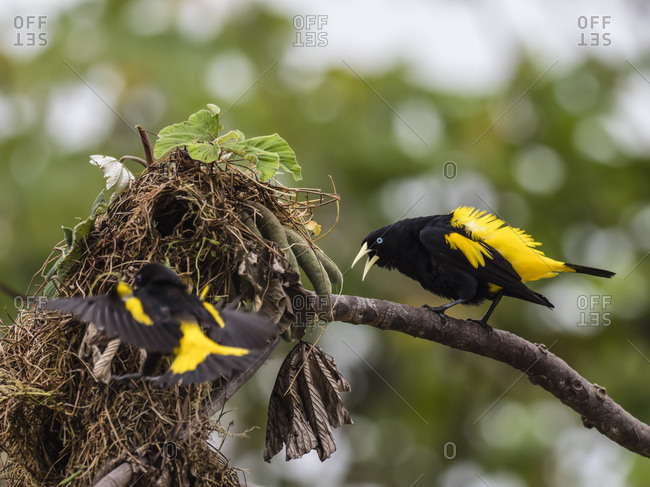 Adult yellow-rumped caciques (Cacicus cela), at nest site on Belluda Cano, Amazon Basin, Loreto, Peru, South America