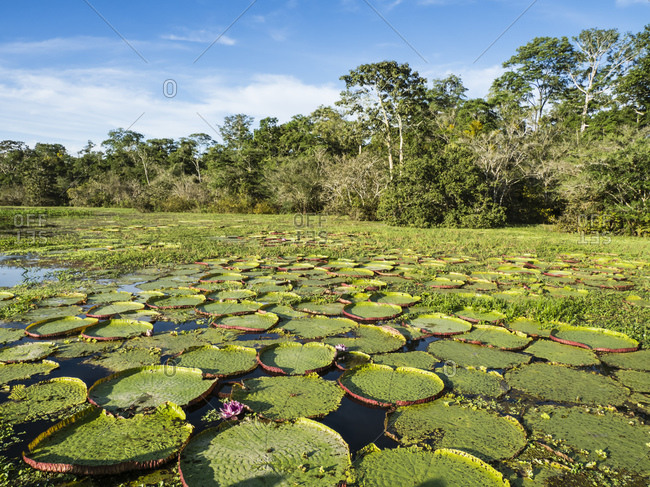 A large group of Victoria water lily (Victoria amazonica), on Rio El Dorado, Nauta, Peru, South America