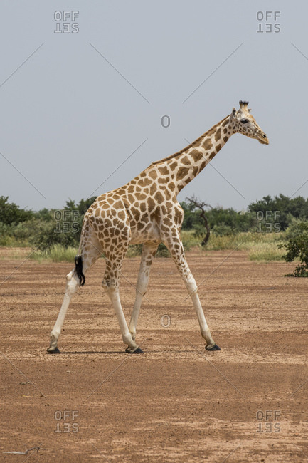 West African giraffes (Giraffa camelopardalis peralta), Koure, Niger, West Africa, Africa
