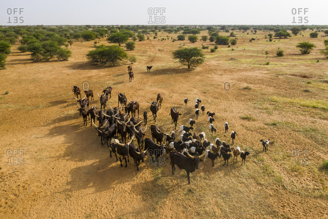 Aerial of cattle moving to a waterhole, Gerewol festival, courtship ritual competition among the Wodaabe Fula people, Niger, West Africa, Africa