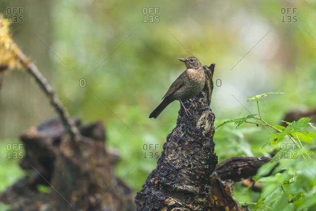 Song thrush bird on a tree stump