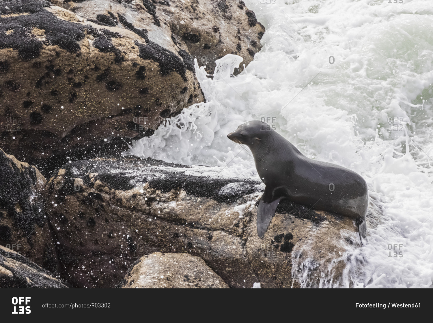 New Zealand- South Island- West Coast- Cape Foul wind- Tauranga Bay- New Zealand sea lion (Phocarctos hookeri) on rocks