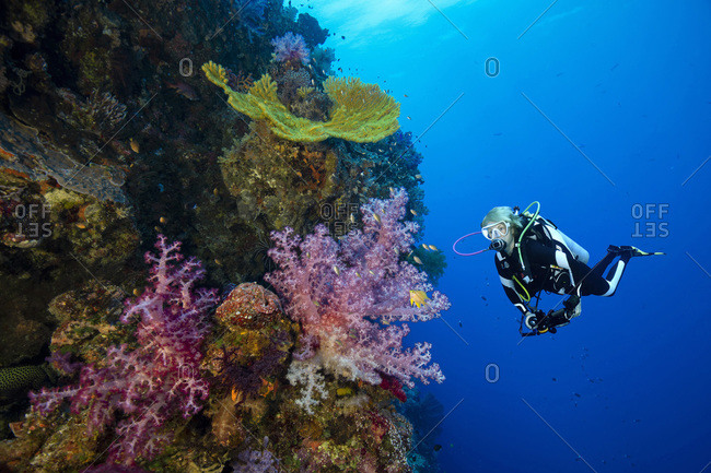 Palau- Ulong Channel- Diver exploring soft coral reef