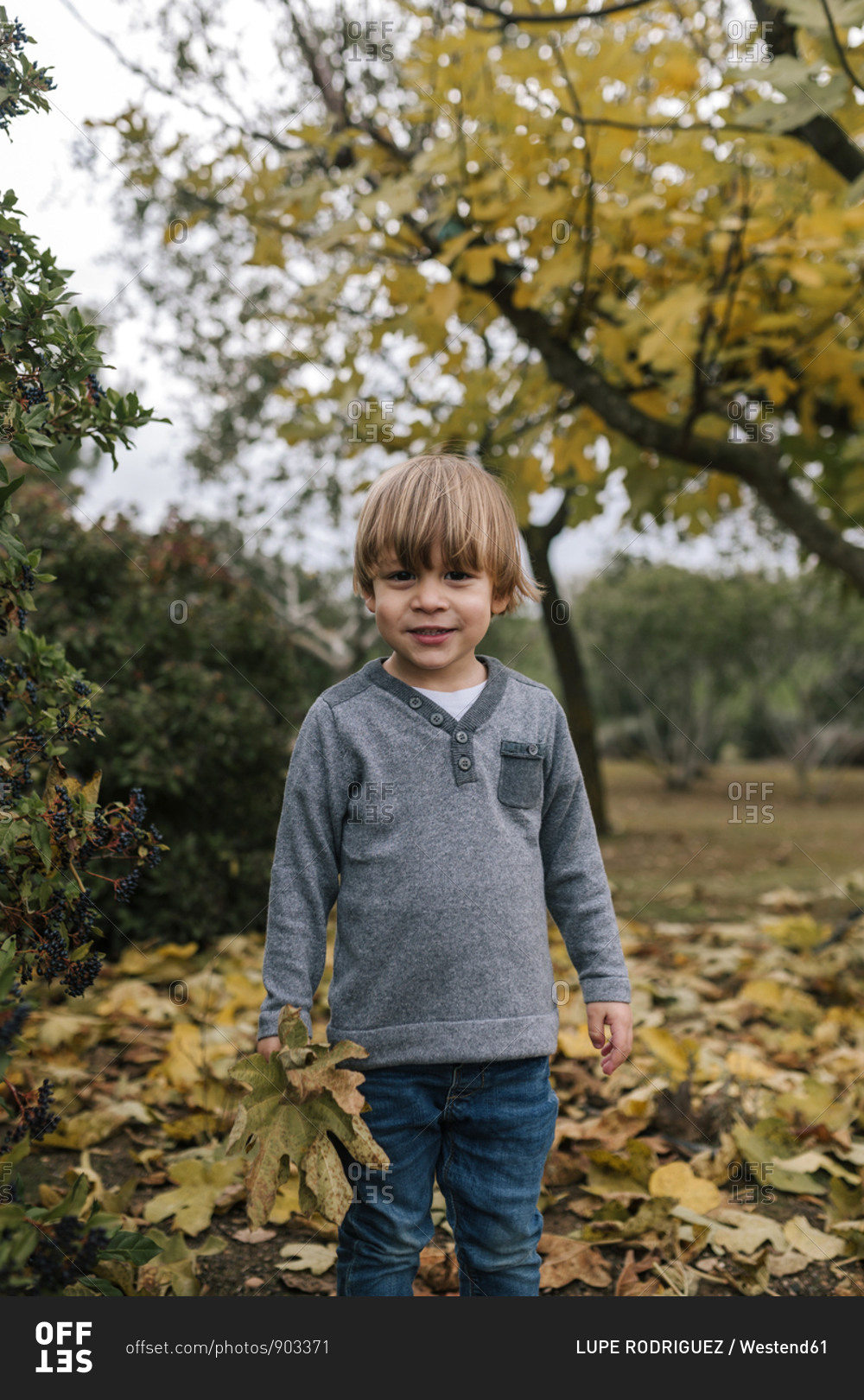 Portrait of little boy collecting leaves in autumn