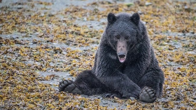 Brown bear sits in kelp looking at camera with paws, southeast alaska