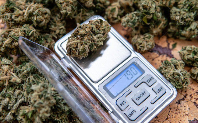 Weighing marijuana buds on a scale.