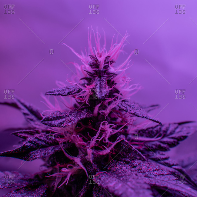 trichomes stock photos - OFFSET