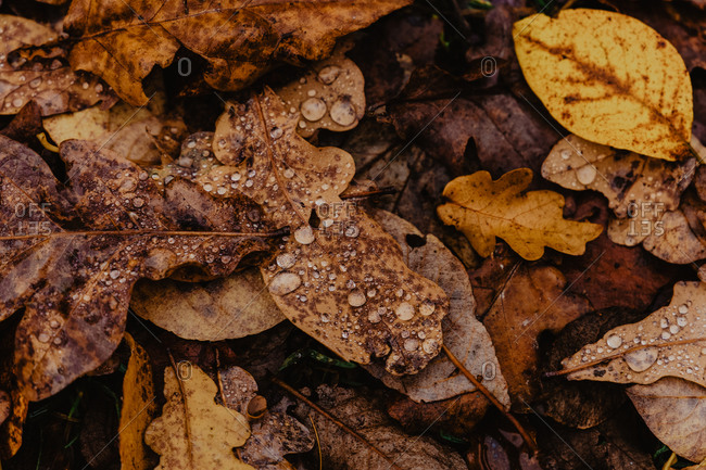 Closeup fallen leaves with droplets of water after rain in autumn forest on cloudy day