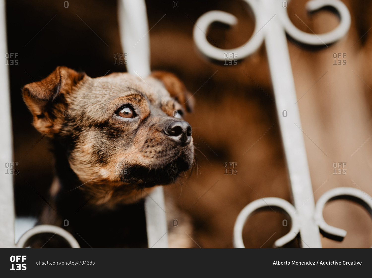 Curious dog looking through metal fence
