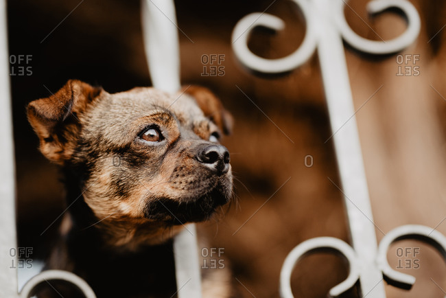 Curious dog looking through metal fence