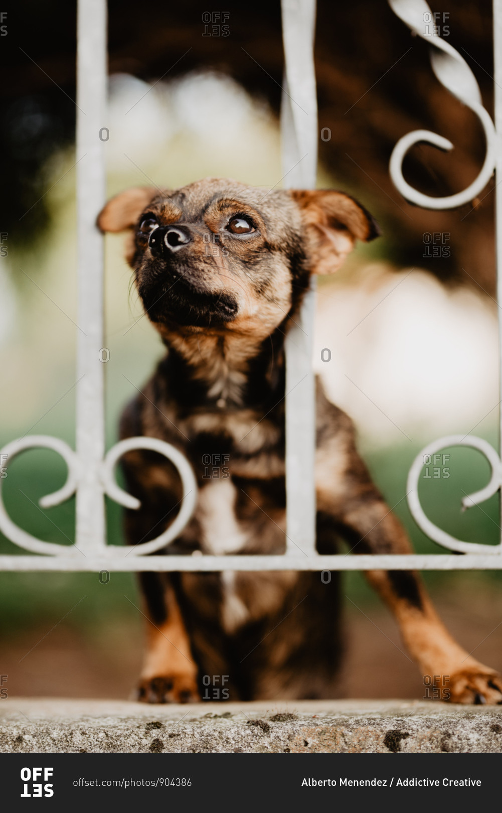 Cute curious little dog standing behind metal fence in yard and putting head between bars looking away