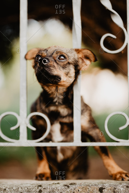 Cute curious little dog standing behind metal fence in yard and putting head between bars looking away