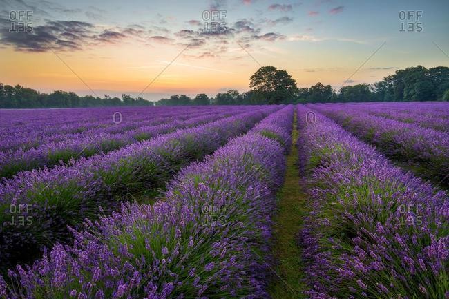 Lavender field at sunrise, Banstead, Surrey, England, UK