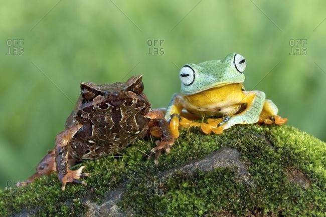 Small tree frog on moss covered stone