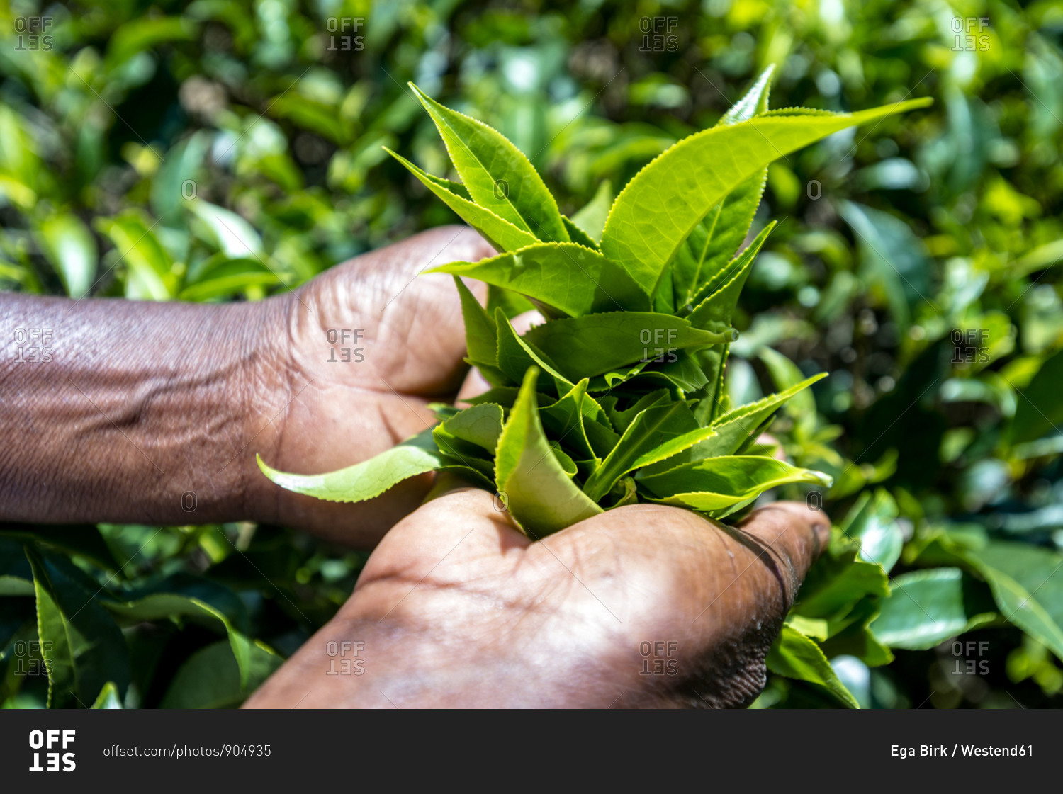 Sri Lanka- Uva Province- Haputale- Close-up of hands picking tea leaves