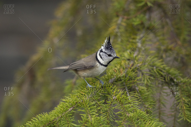 crested tit stock photos - OFFSET