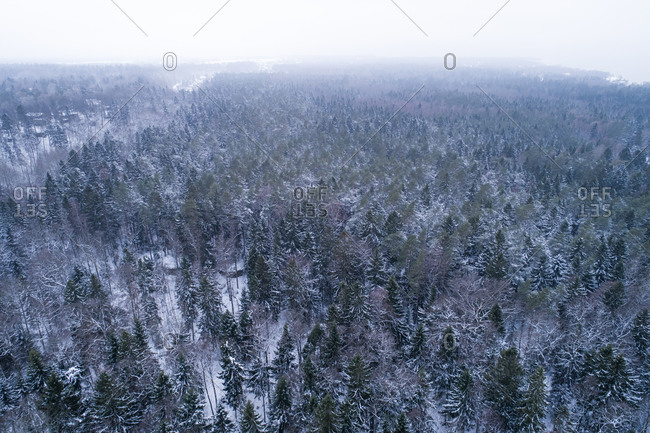 Aerial view of pine trees with snow in the Muraste Nature Reserve, Harju County, Estonia