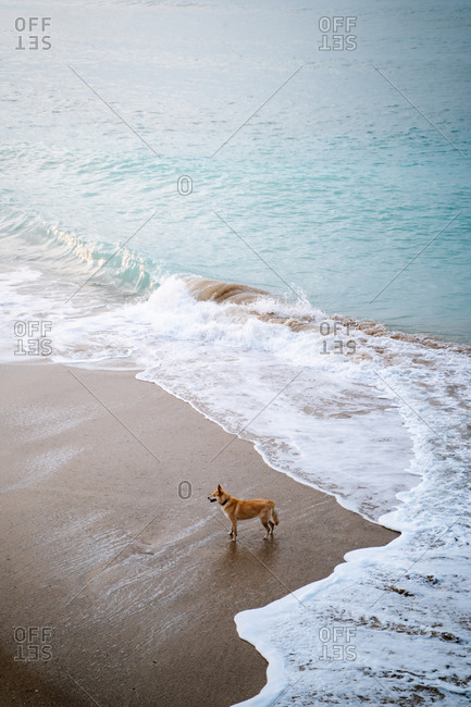 Brown dog enjoying the evening playing on the beach
