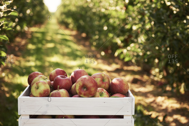 Apple Crate Stock Photos Offset