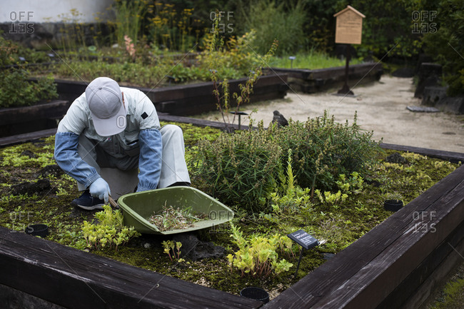 Japan- Kyoto- Gardener cleaning plants in garden