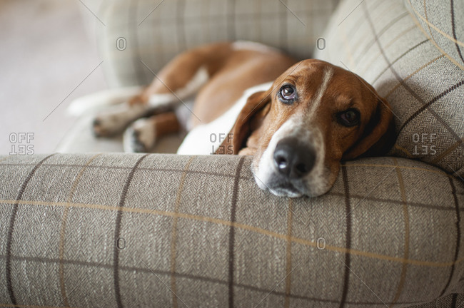 Basset hound dog relaxing in large plaid chair at home