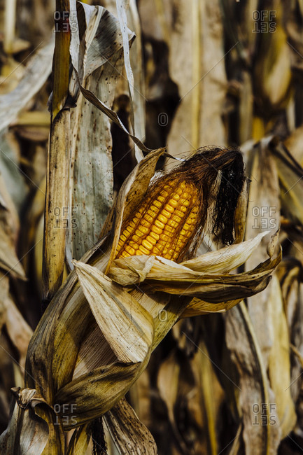 Ear of Ripened Field Corn in a Corn Field in Southern Michigan