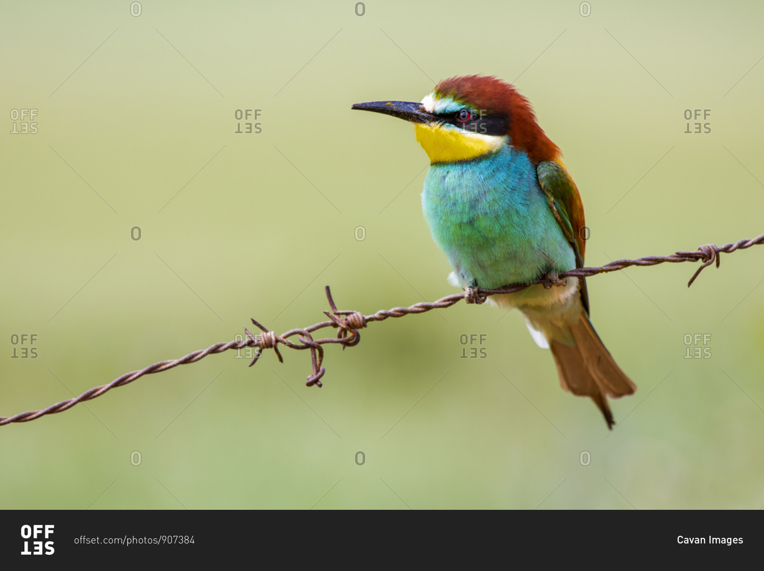 European bee-eater, Merops apiaster, beautiful colorful bird sitting on a barbed wire.