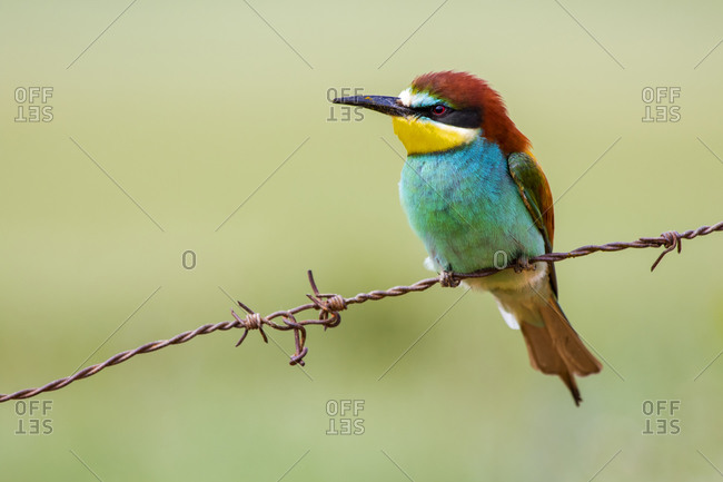 European bee-eater, Merops apiaster, beautiful colorful bird sitting on a barbed wire.