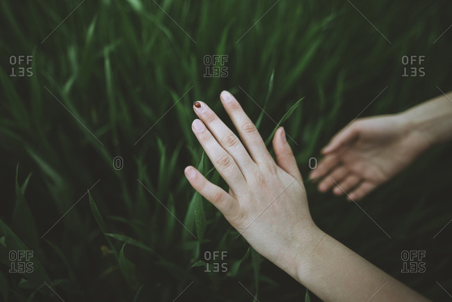 Woman's hands touching grass - Offset