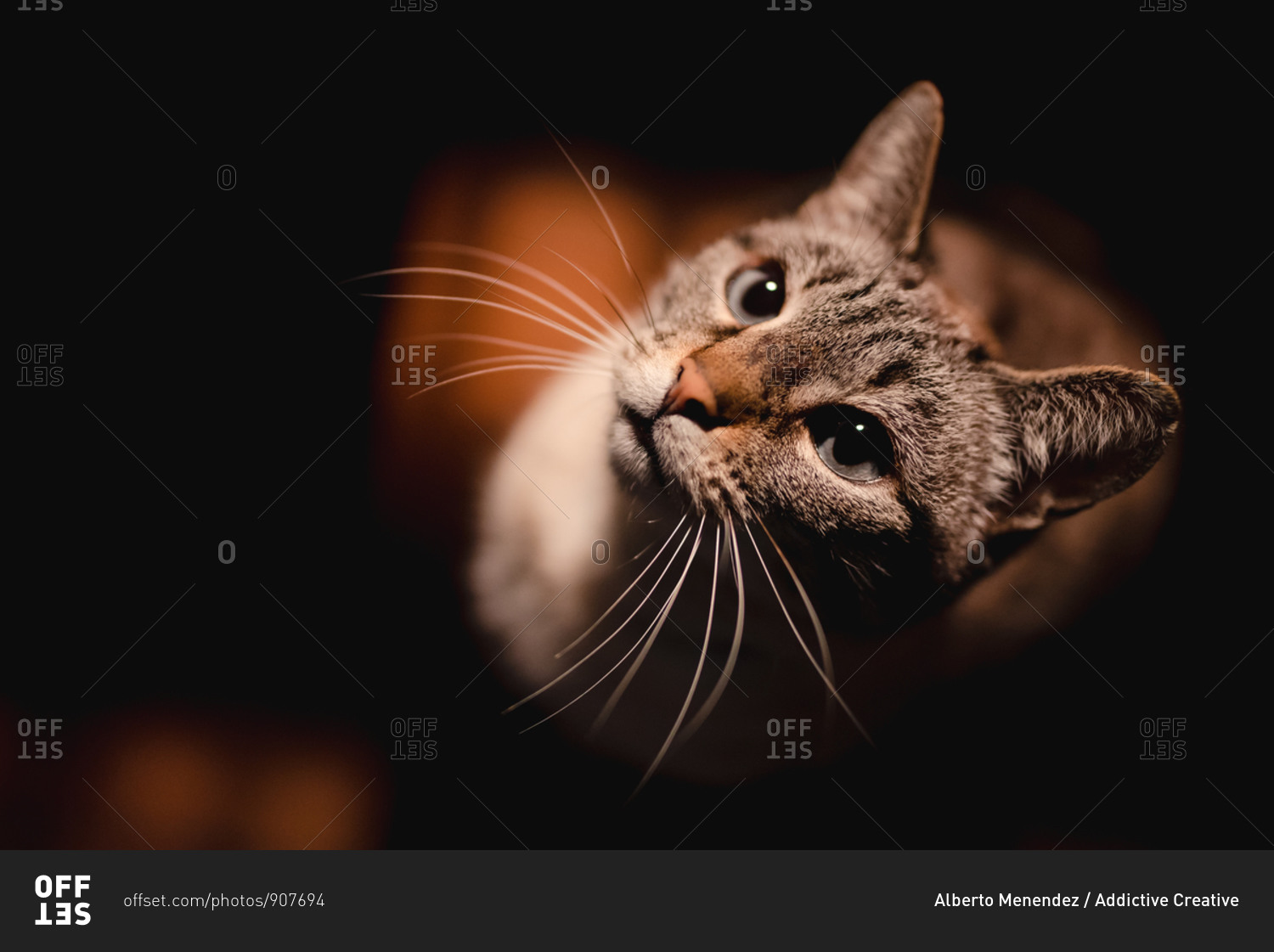 From above adorable serious cat with long healthy mustache attentively looking at camera in dark room