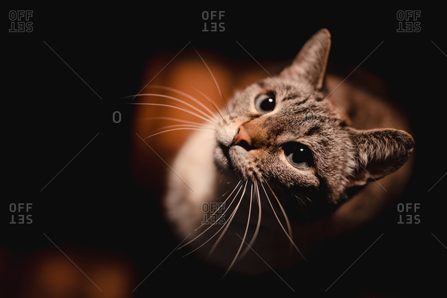 From above adorable serious cat with long healthy mustache attentively looking at camera in dark room
