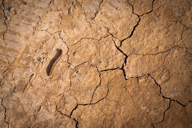 From above of brown worm on dried cracked surface of ground with tire tracks in Bardenas Reales in Spain