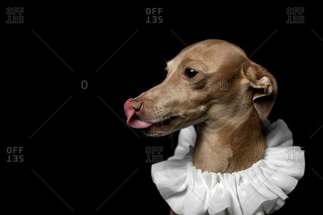 Side view of little italian greyhound dog in studio disguised on dark background dressed ina funny costume