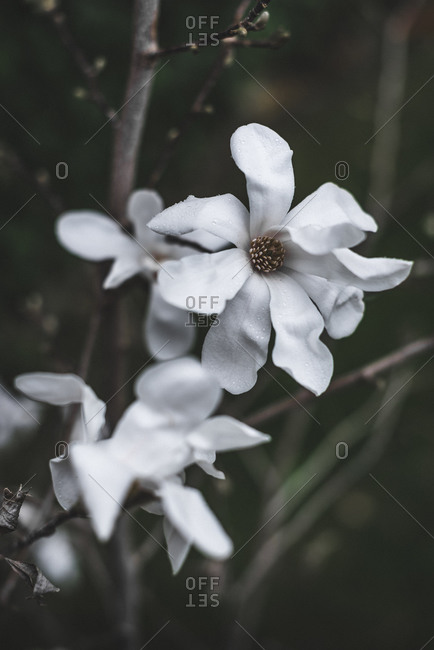 Tender aromatic magnolia flowers with white beautiful petal on bush in garden