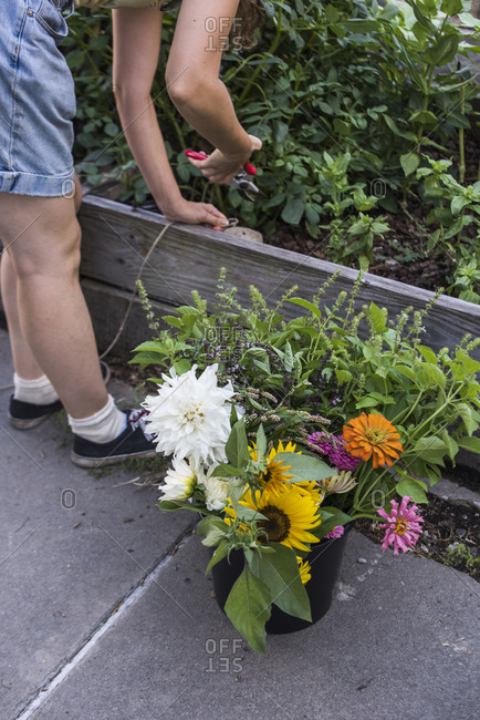 Gardener harvesting flowers and herbs from urban flower farm