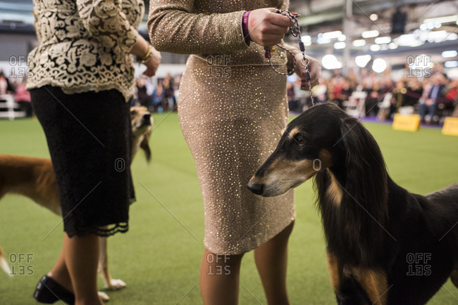 New York City, USA - February 9, 2020: Saluki Hound dog with handler in ring during dog presentation, 144th Westminster Kennel club Dog Show, Pier 94, New York City