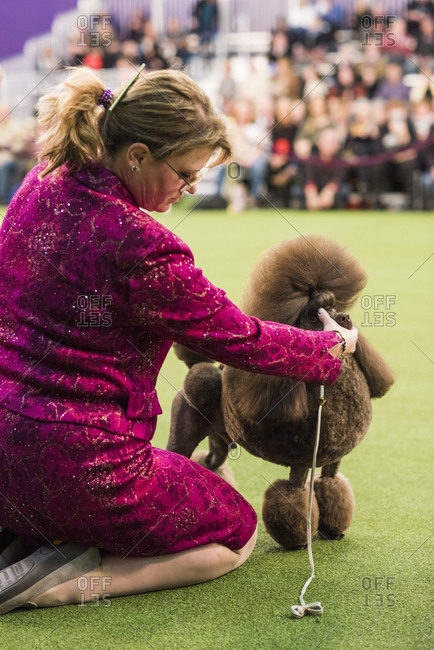 New York City, USA - February 9, 2020: Poodle with handler in show ring during dog presentation, 144th Westminster Kennel club Dog Show, Pier 94, New York City