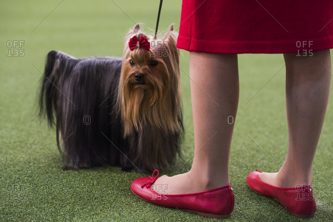 New York City, USA - February 9, 2020:  Yorkshire Terrier with handler in show ring during dog presentation, 144th Westminster Kennel club Dog Show, Pier 94, New York City