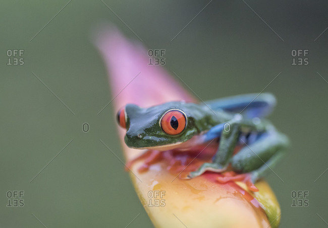 purple red eyed tree frog