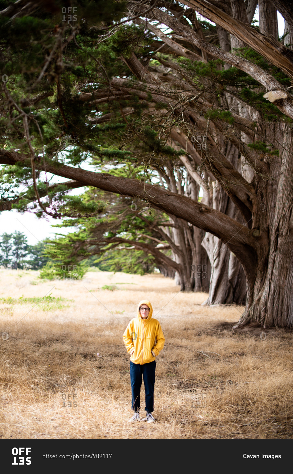Tween standing in grass next to line of Cypress trees in Point Reyes