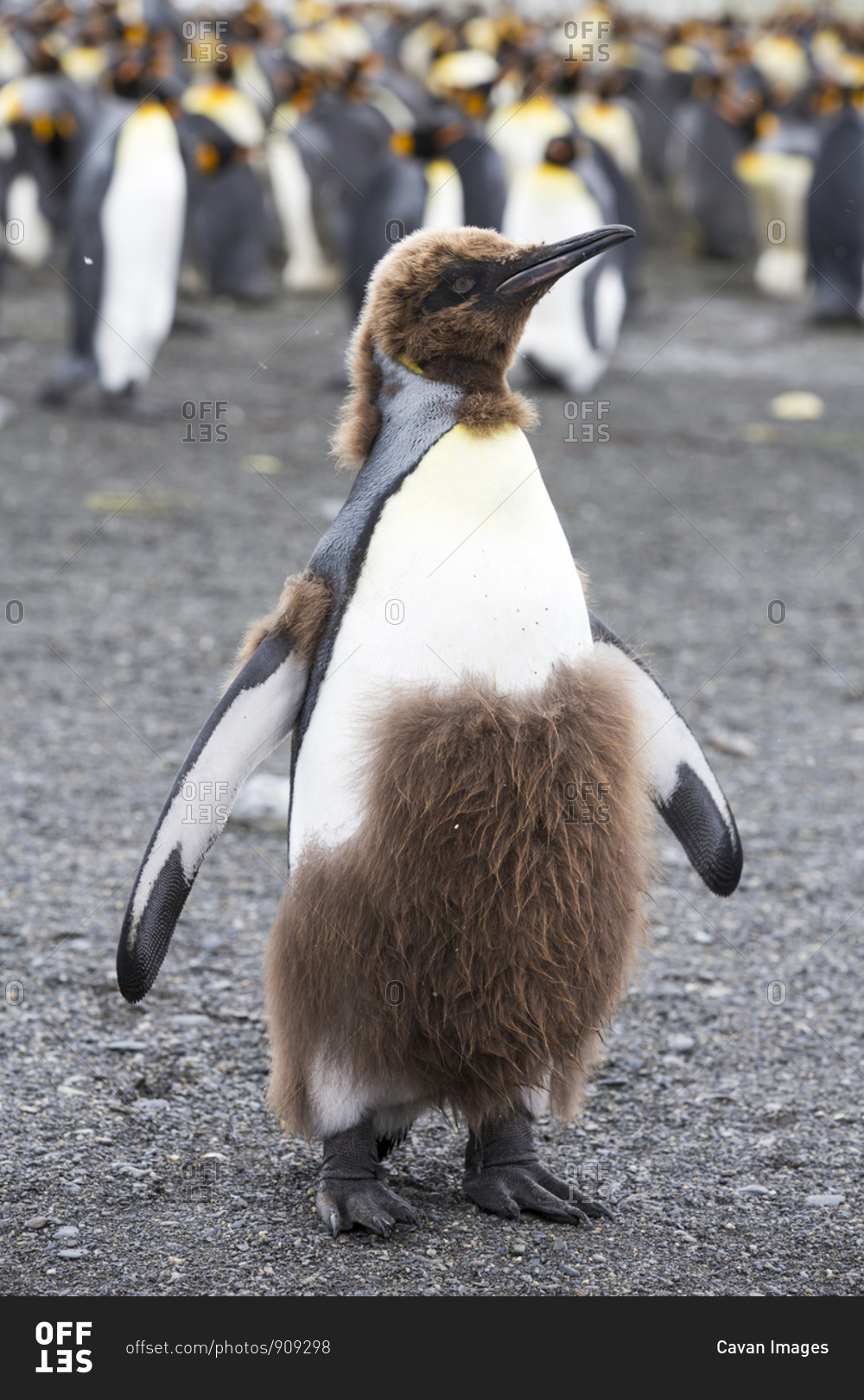 Close-up of Juvenile Emperor Penguin with Open Beak Stock Image