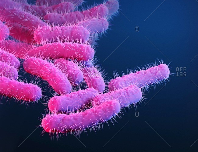 Illustration of shigella spp. bacteria