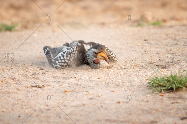A yellow-billed hornbill, Tockus flavirostris, takes a sand or dust bath, lying on the ground