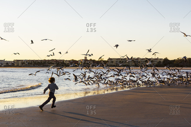 A young boy and a flock of seagulls on a beach