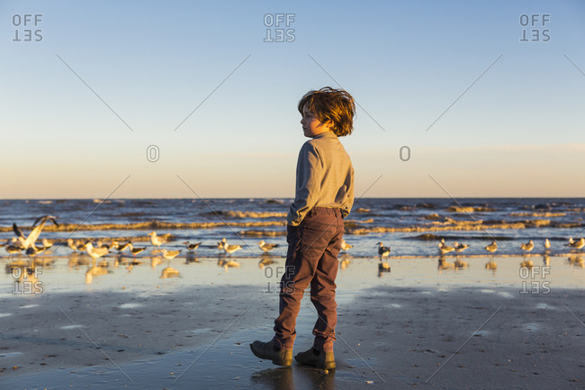 A boy walking on a beach, flock of seagulls on the sand.