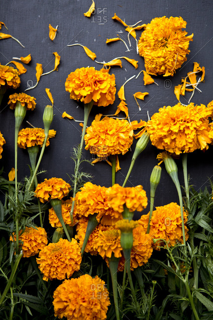 marigold background stock photos - OFFSET